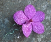 Vanda Orchid Button Hole